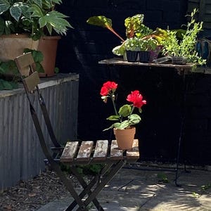 Peut inclure: Un petit pot en terre cuite contenant un géranium rouge vif aux feuilles vertes, posé sur le siège d'une chaise pliante en bois patiné avec un cadre en métal noir, devant un mur en briques sombres dans un espace de jardin extérieur.