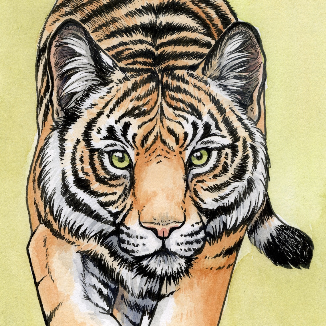 Stalking Tiger Art Print in Watercolor and Pen Etsy
