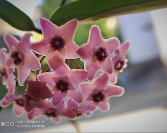 Hoya Minibelle, eine der wunderschönsten Porzellanblumen, Jungpflanze oder Ableger