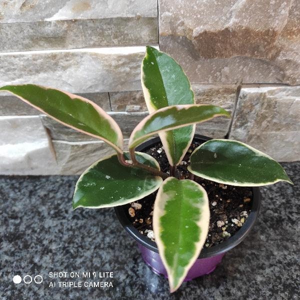 Wachsblume Hoya Carnosa Krimson Queen, Porzellanblume, Zimmerpflanze, echte Pflanze, getopft