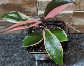 Hoya Flamingo Dream, nuovo ibrido, pianta giovane con vaso e substrato Hoya, almeno 4 foglie