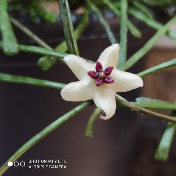 Hoya Retusa, Zimmerpflanze, .Jungpflanze bewurzelt getopft, Wachsblume, Porzellanblume