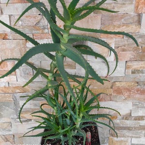 Aloe arbóreo, Aloe arborescens, la planta medicinal más antigua, aprox. 30 cm, con maceta y sustrato para suculentas