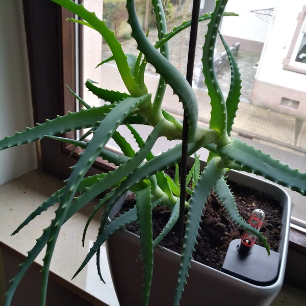 Baum-Aloe, Aloe Arborescens, älteste Heilpflanze, ca. 16 cm, mit Topf und Sukkulenten-Substrat