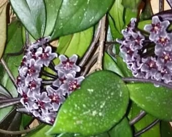 Hoya pubicalux, Porzellanblume, Zimmerpflanze,  Jungpflanze, mit Topf