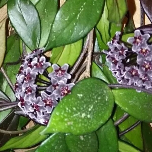 Hoya pubicalux, porcelain flower, houseplant, young plant, with pot