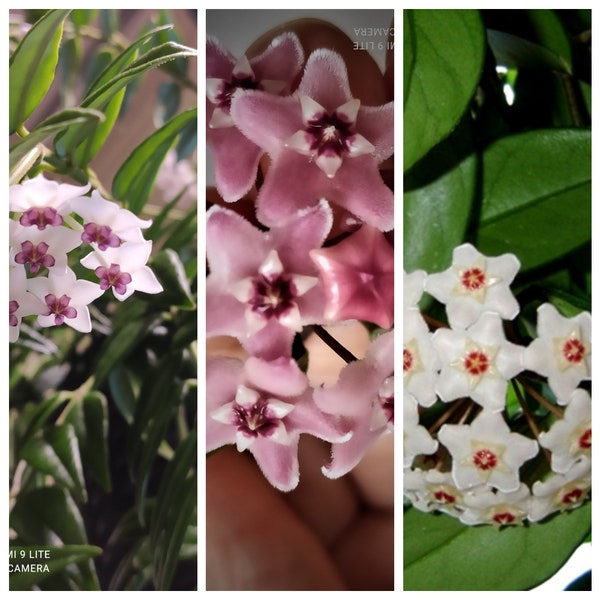 Hoya, unkomplizierte wunderschöne Porzellanblumen für Anfänger, 3 Hoya- Sorten im Set