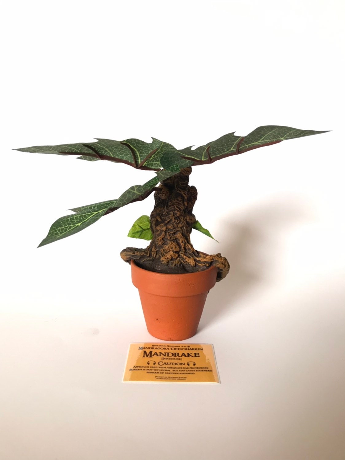 Herba'Lou - ~ La mandragore dans « Harry Potter » ~ 🌱🪴💚🧙‍♂️🧙‍♀️🪄 La  mandragore (ou Mandrake en anglais) est une plante ressemblant à un bébé  que l'on enterre dans un pot. Il