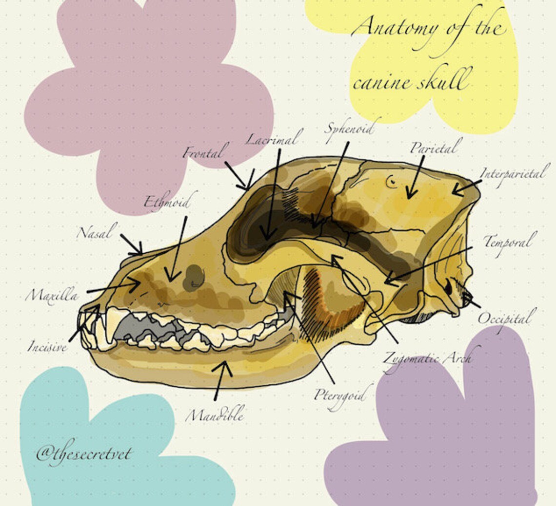 Anatomy of the Canine Skull Veterinary Medicine Print A3/A4 Etsy Canada