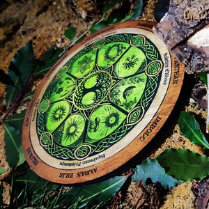 Op de afbeelding: Een houten wiel met een groen en gouden Keltisch knoopontwerp. Het wiel is verdeeld in acht secties, die elk een andere tijd van het jaar voorstellen. De tekst "Alban Eilir", "Imbolc", "Alban Evin", "Beltane", "Litha", "Alban Hefin", "Lughnasadh" en "Mabon" staat rond het wiel.