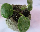 Mini Pilea Peperomioides