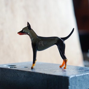 English Toy Terrier image 2