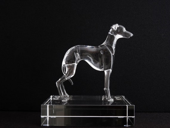 Italian Greyhound Hong Kong