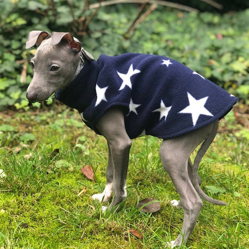 Op de afbeelding: Een kleine, grijze hond draagt een marineblauwe fleece jas met witte sterpatronen. De hond staat op groen gras, met een vage achtergrond van bladeren. De oren van de hond zijn teruggevouwen en hij lijkt opzij te kijken.