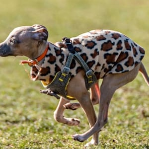 Op de afbeelding: Een grijze Italiaanse Greyhound-hond die rent over groen gras, gekleed in een jas met luipaardprint en een tuigje met een oranje halsband. De hond is in beweging, wat snelheid en behendigheid suggereert.