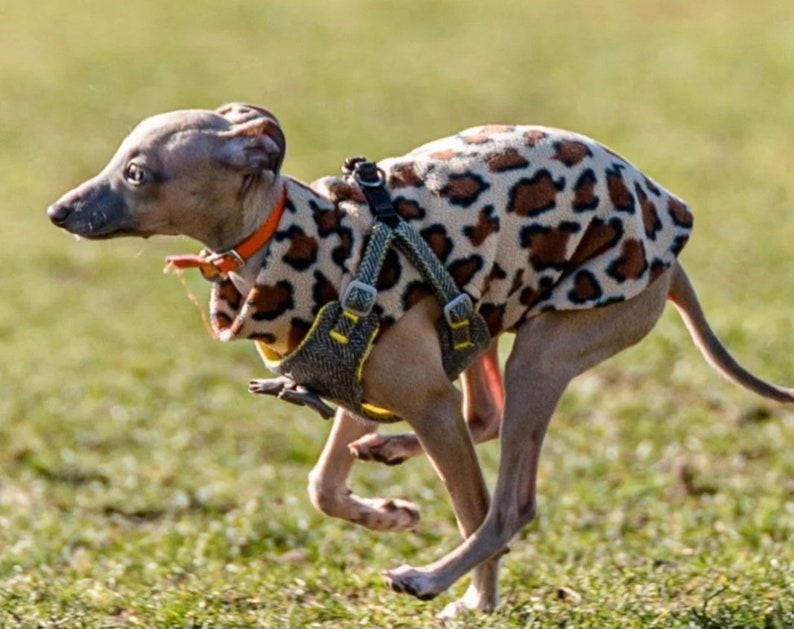 Op de afbeelding: Een grijze Italiaanse Greyhound-hond die rent over groen gras, gekleed in een jas met luipaardprint en een tuigje met een oranje halsband. De hond is in beweging, wat snelheid en behendigheid suggereert.