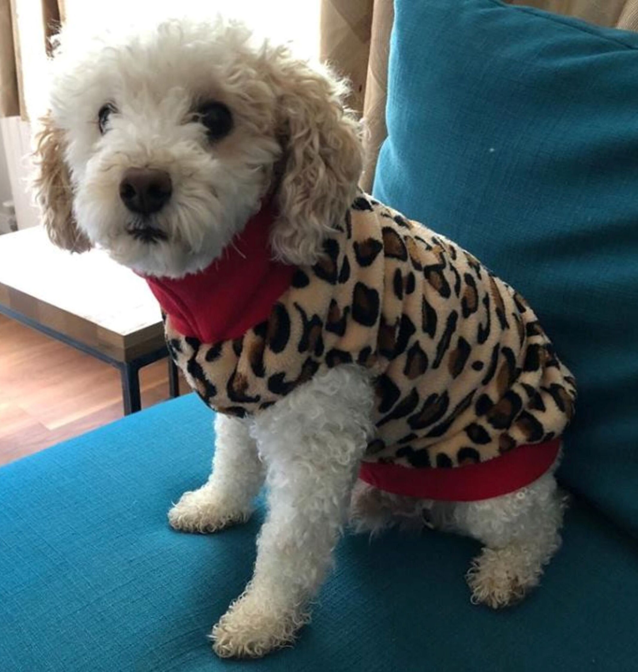 Toy & Miniature Poodle Polar Fleece Jumper Sweater in Plain Etsy UK