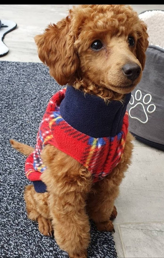 Are Poodles Good Jumpers