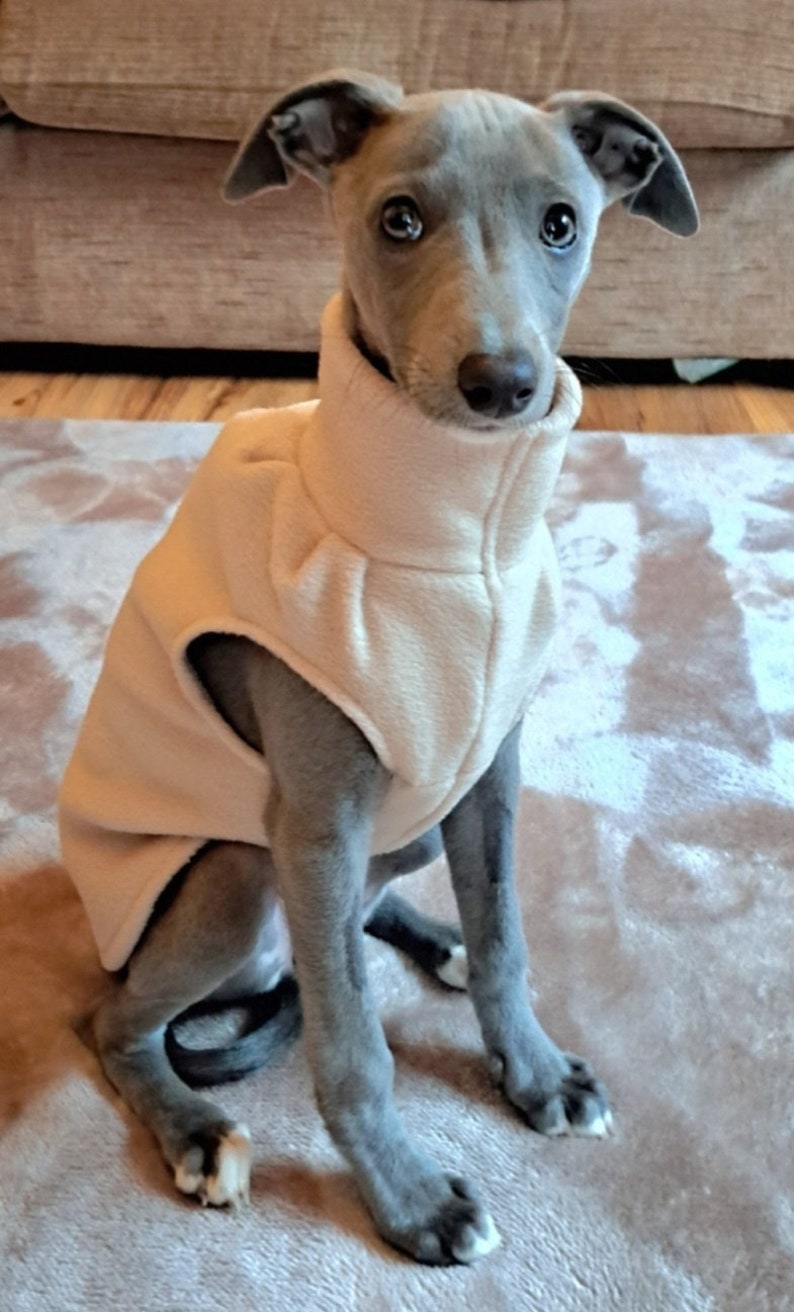 K&ouml;nnte beinhalten: Ein grauer italienischer Windhund mit gro&szlig;en dunklen Augen und Schlappohren tr&auml;gt eine cremefarbene Fleeceweste mit hohem Kragen. Der Hund sitzt in einer nach vorne gerichteten Position und zeigt ein glattes Fell sowie wei&szlig;e Pfotenabzeichen.