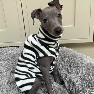 K&ouml;nnte beinhalten: Ein kleiner grauer Hund mit gro&szlig;en dunklen Augen tr&auml;gt einen &auml;rmellosen Rollkragenpullover mit schwarz-wei&szlig;em Zebramuster. Das Kleidungsst&uuml;ck hat einen hohen Kragen, bedeckt den Oberk&ouml;rper und liegt eng am schlanken K&ouml;rper des Hundes an.