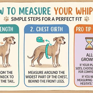 K&ouml;nnte beinhalten: Eine Anleitungsgrafik mit dem Titel HOW TO MEASURE YOUR WHIPPET in drei Abschnitten. Sie zeigt die Messung der R&uuml;ckenl&auml;nge vom Hals bis zum Schwanz, des Brustumfangs hinter den Vorderbeinen und einen Tipp f&uuml;r wachsende Welpen.