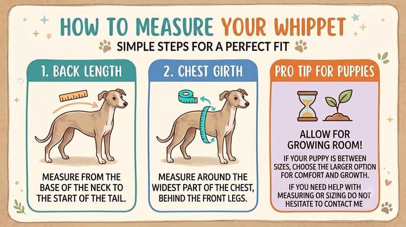 K&ouml;nnte beinhalten: Eine Anleitungsgrafik mit dem Titel HOW TO MEASURE YOUR WHIPPET in drei Abschnitten. Sie zeigt die Messung der R&uuml;ckenl&auml;nge vom Hals bis zum Schwanz, des Brustumfangs hinter den Vorderbeinen und einen Tipp f&uuml;r wachsende Welpen.