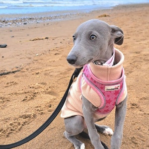 K&ouml;nnte beinhalten: Ein grauer italienischer Windhund tr&auml;gt eine hellrosa Fleeceweste und ein rosa Netzgeschirr mit Sternenmuster. Das Geschirr hat ein kleines rechteckiges Etikett mit der Aufschrift Doodlebone. Eine schwarze Leine ist am Geschirr befestigt.