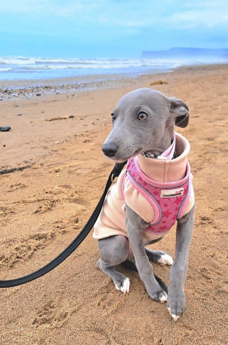 K&ouml;nnte beinhalten: Ein grauer italienischer Windhund tr&auml;gt eine hellrosa Fleeceweste und ein rosa Netzgeschirr mit Sternenmuster. Das Geschirr hat ein kleines rechteckiges Etikett mit der Aufschrift Doodlebone. Eine schwarze Leine ist am Geschirr befestigt.