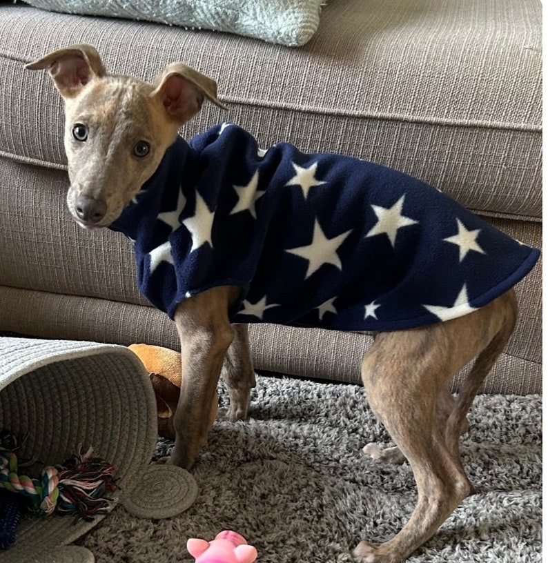 K&ouml;nnte beinhalten: Ein kleiner, hellbraun gestromter Hund tr&auml;gt einen dunkel marineblauen Fleece-Pullover mit einem wiederkehrenden Muster aus wei&szlig;en f&uuml;nfzackigen Sternen. Der Pullover hat einen hohen Kragen und bedeckt den R&uuml;cken und Brustbereich des Hundes.