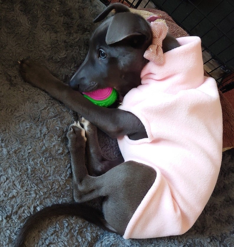 Op de afbeelding: Een grijze puppy met een lichtroze fleece trui en een bijpassende strik, liggend op een grijze, getextureerde ondergrond. De puppy houdt een groen en roze speeltje in zijn bek. De hond is opgerold en lijkt ontspannen en comfortabel.