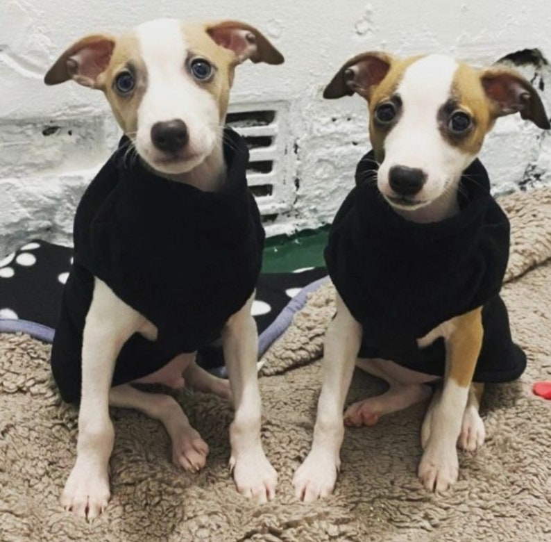 K&ouml;nnte beinhalten: Zwei kleine Welpen mit hellbraunem und wei&szlig;em Fell, die jeweils einen einfarbigen schwarzen &auml;rmellosen Pullover tragen. Die Welpen haben gro&szlig;e dunkle Augen, spitze Ohren und sitzen aufrecht. Ihr Fell ist kurz und sie haben wei&szlig;e Abzeichen im Gesicht.