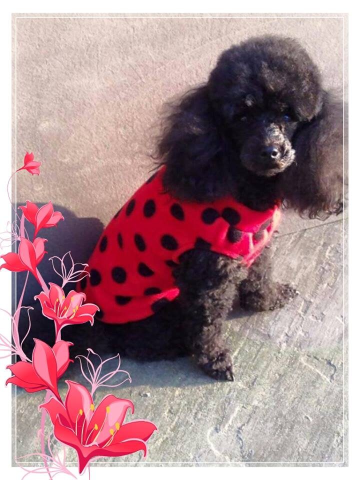 Toy & Miniature Poodle Polar Fleece Jumper Sweater in Plain Etsy UK