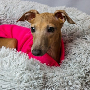 Op de afbeelding: Een kleine, bruine hond met een felroze trui, genesteld in een pluizig, grijs hondenbed. De hond heeft grote, donkere ogen en puntige oren, wat een gezellige en comfortabele sc&egrave;ne cre&euml;ert.