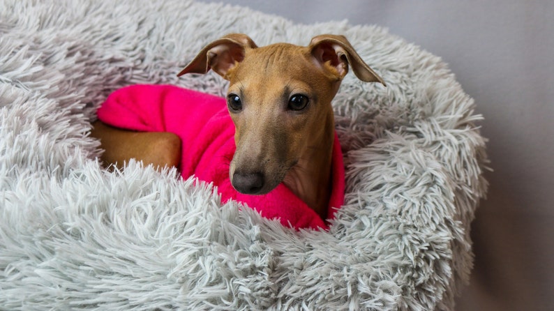 Op de afbeelding: Een kleine, bruine hond met een felroze trui, genesteld in een pluizig, grijs hondenbed. De hond heeft grote, donkere ogen en puntige oren, wat een gezellige en comfortabele sc&egrave;ne cre&euml;ert.