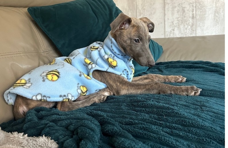 K&ouml;nnte beinhalten: Ein gestromter Hund tr&auml;gt eine hellblaue Fleeceweste mit einem sich wiederholenden Muster aus gelben und schwarzen Hummeln mit wei&szlig;en Fl&uuml;geln. Die Weste hat einen hohen Kragen und bedeckt den R&uuml;cken und die Brust des liegenden Hundes.
