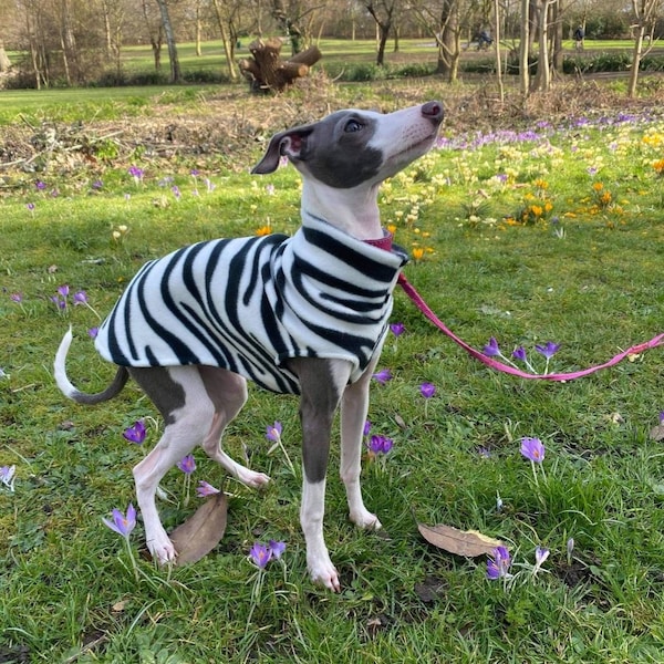 Italian greyhound simple  vest in plain and patterned polar fleece in 6 sizes or made to measure up to a max chest of 20" & length of 18"