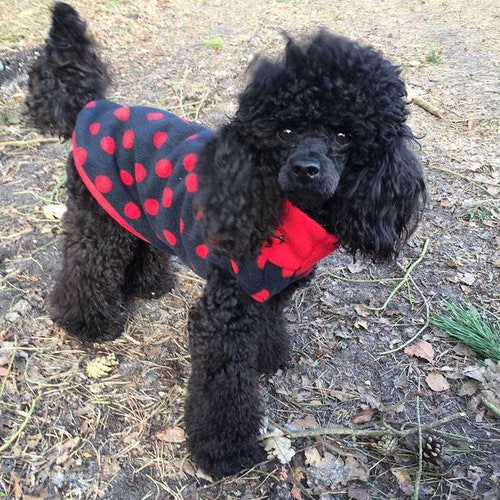 standard poodle sweaters