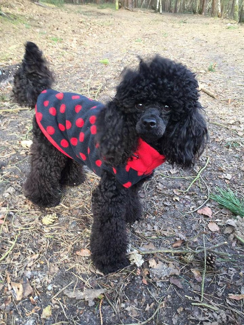 Toy & Miniature Poodle Polar Fleece Jumper Sweater in Plain Etsy UK
