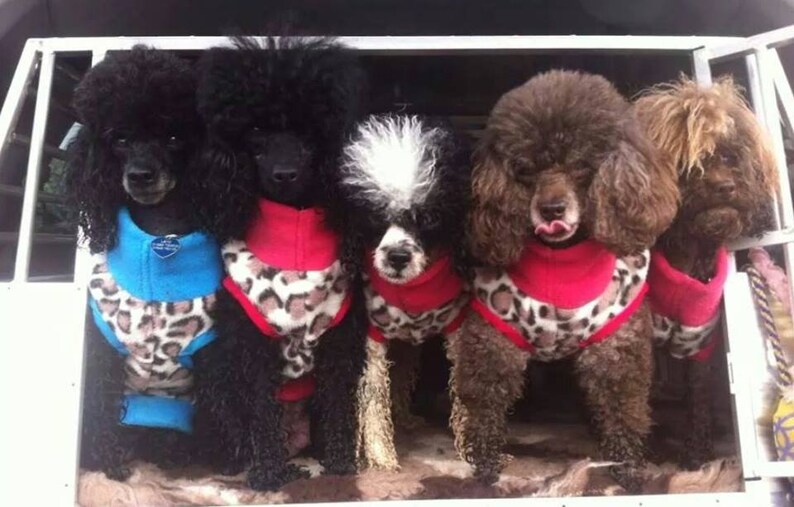 Toy poodle miniature poodle signature fleece vest top free Etsy