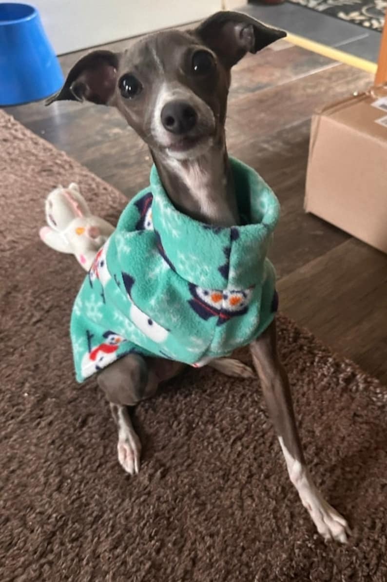 Op de afbeelding: Een kleine, grijze Italiaanse Greyhound-hond met een teal fleece trui met een sneeuwpop patroon. De hond zit op een bruin tapijt, met een wit knuffeldier en een blauwe plastic kom op de achtergrond.
