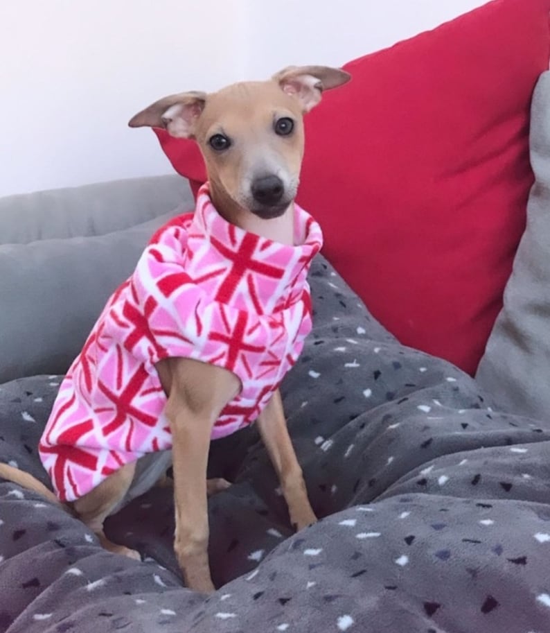 Op de afbeelding: Een kleine, bruinachtige hond draagt een hondenvest met roze en rode patronen. De hond zit op een grijze deken met een rood kussen op de achtergrond. De trui heeft een herhalend kruisontwerp.