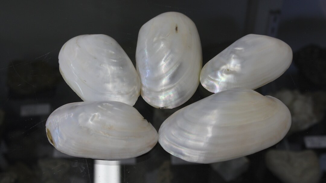 One Beautiful Polished Freshwater Mussel Shell From Montana Etsy