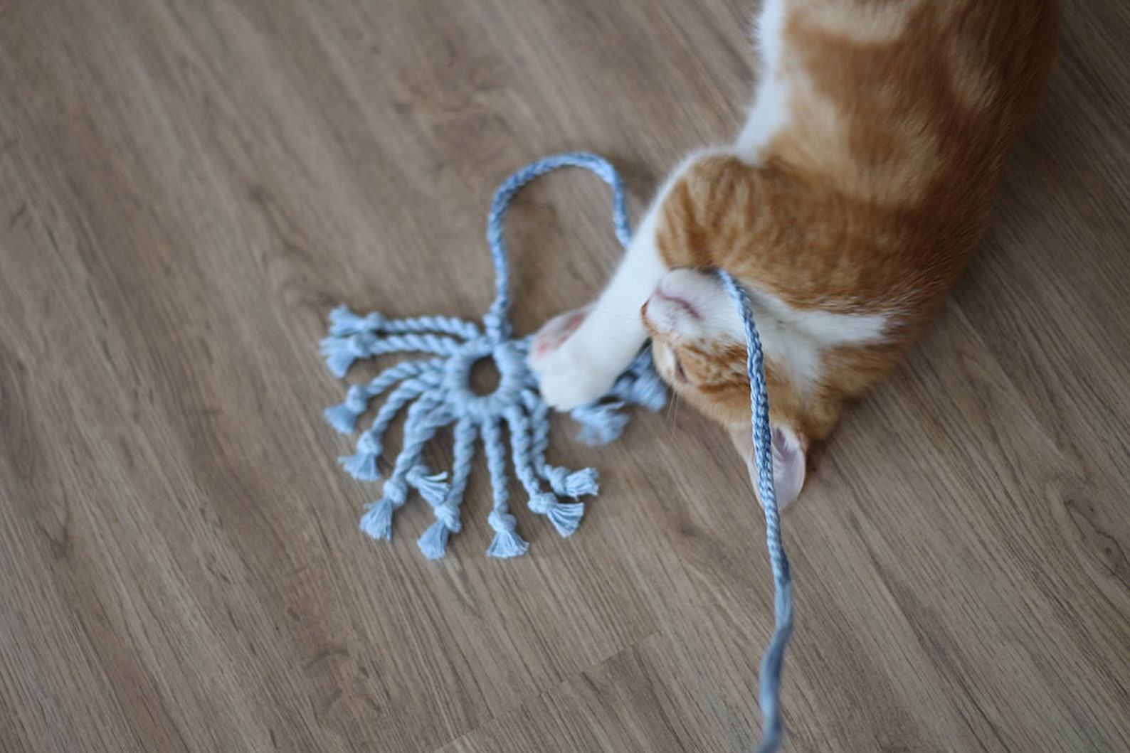 Cat String Toy Cotton Spider Gift for Cats and Cat Lovers Etsy