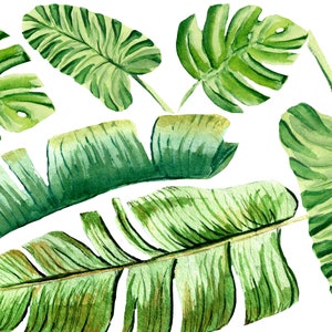 May include: Watercolor painting of various green tropical leaves, including monstera and banana leaves, against a white background. The leaves have detailed veining and varying shades of green, creating a natural and artistic botanical design.