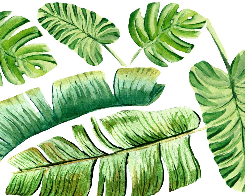 May include: Watercolor painting of various green tropical leaves, including monstera and banana leaves, against a white background. The leaves have detailed veining and varying shades of green, creating a natural and artistic botanical design.