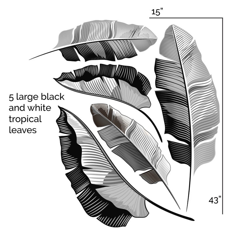 May include: Five large black and white tropical leaves arranged in a circular pattern. The largest leaf measures 43 inches in length. The text in the image reads: "5 large black and white tropical leaves."