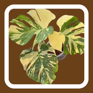 Monstera Crème Brulée - Etsy YO522Monstera Creme Bruleeモンステラ