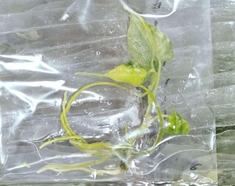 Anthurium Magnificum hybrid Variegated  - tissue culture (TC)