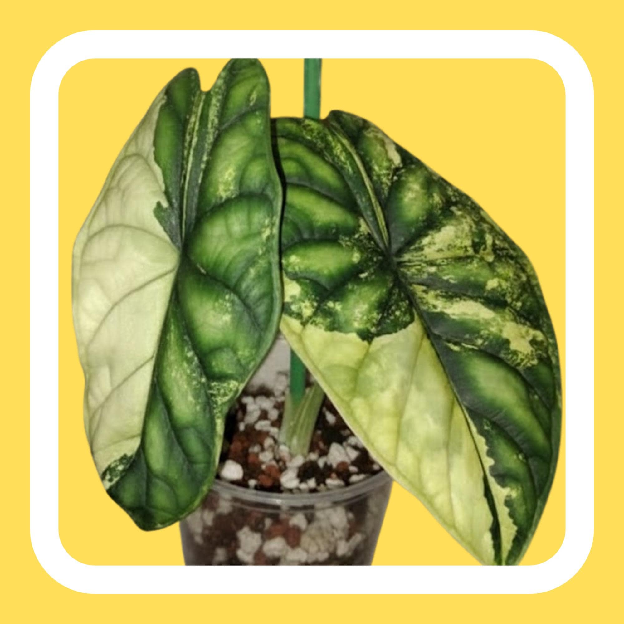 Alocasia Dragon Scale Albo Variegated - Tissue Culture (TC) - Etsy
