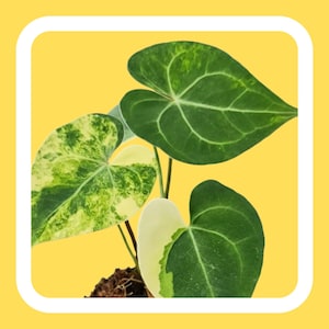 Anthurium Tissue Culture - Etsy